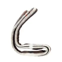 Whirlpool W10802680 Seal